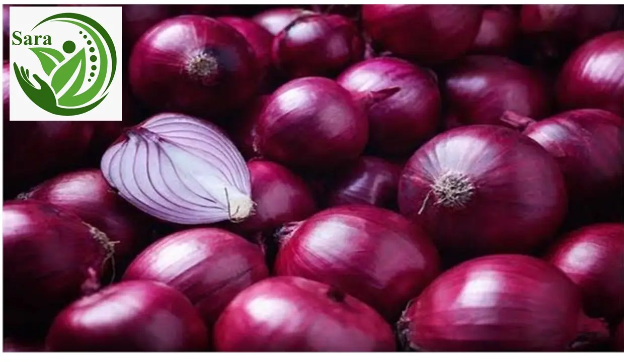 Import Egyptian Onions from El Bardy for Export – Premium Quality at Competitive Prices